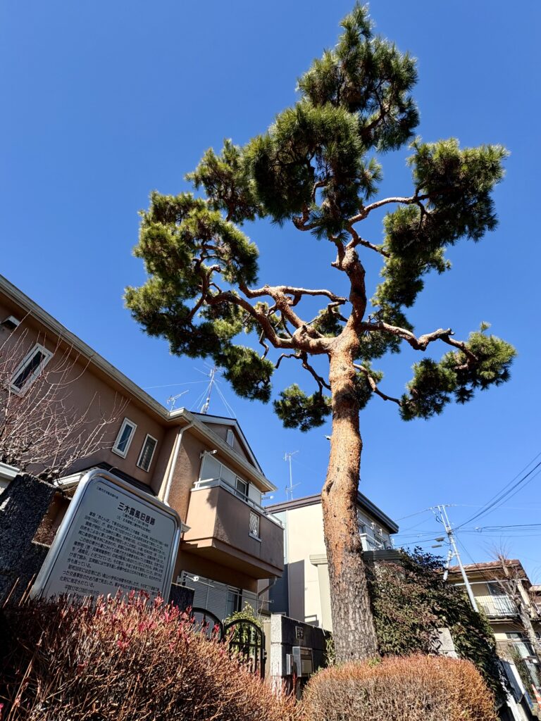 立派な松の木と快晴の空